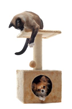 Chihuahua and siamese cat clipart