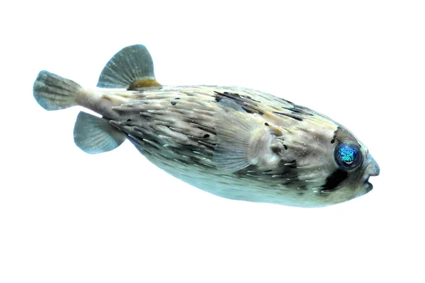 Slender-spined porcupine fish — Stock Photo, Image