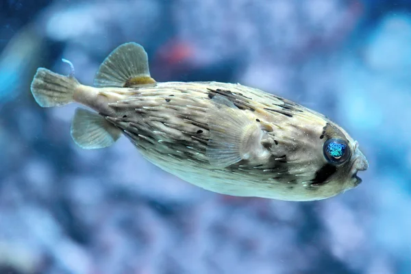 Smal-överraskad porcupine fisk — Stockfoto