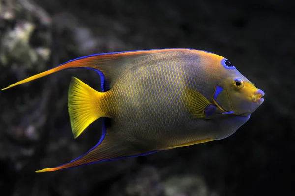 Kraliçe angelfish — Stok fotoğraf