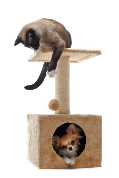 Chihuahua i Syjamski Kot — Zdjęcie stockowe