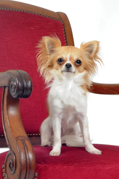 Chihuahua na cadeira — Fotografia de Stock