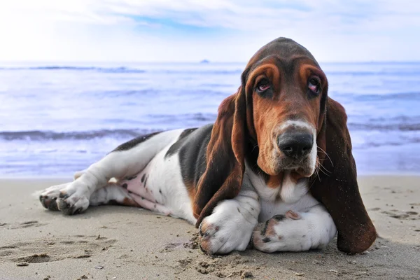 Basset hound en una playa — Foto de Stock