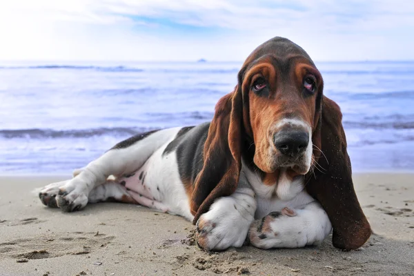 Basset hound op een strand — Stockfoto