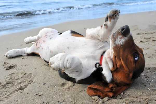 Basset hound on a beach — Stock Photo, Image