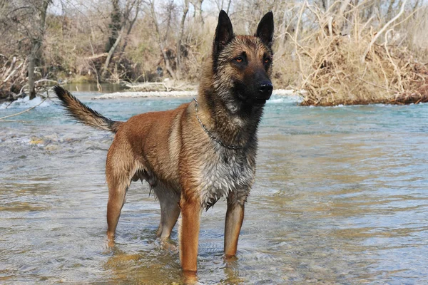 Malinois in river — Stock Photo, Image