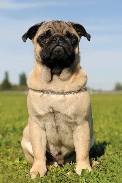 Bebé pug —  Fotos de Stock