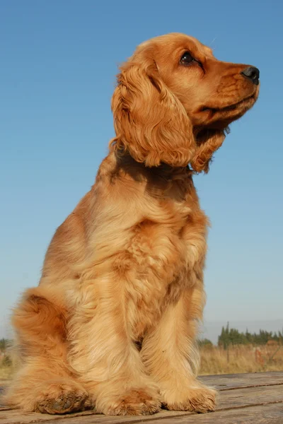 英国のコッカーの子犬 — ストック写真