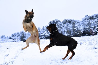 kar köpekleri