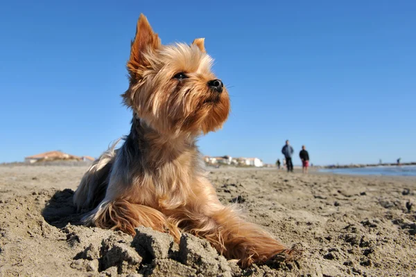 Yorkshire terrier en la playa — Foto de Stock