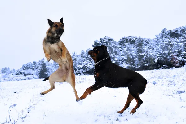 Dogs in snow — Stock Photo, Image