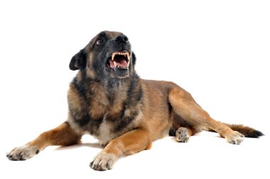 Angry malinois clipart