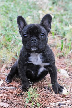 köpek yavrusu Fransız buldozer