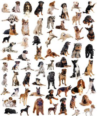 Group of dogs clipart