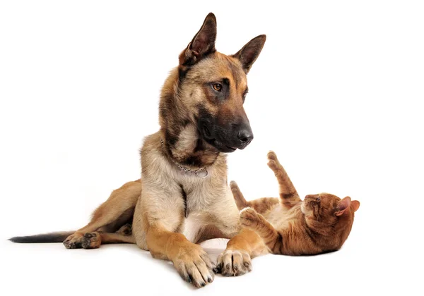 Malinois och ingefära katt — Stockfoto