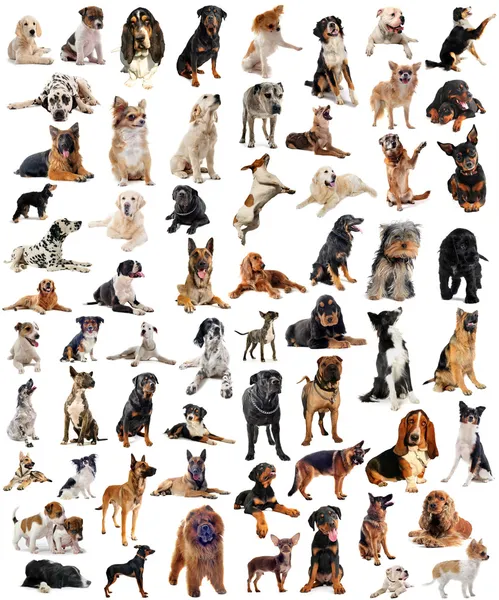 Grupa psów — Zdjęcie stockowe