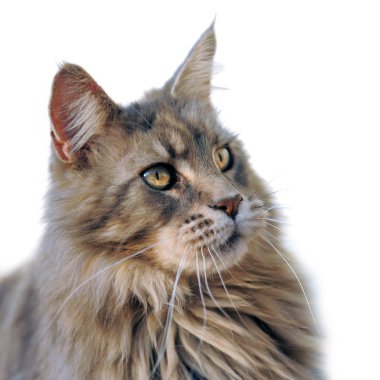 Maine coon clipart