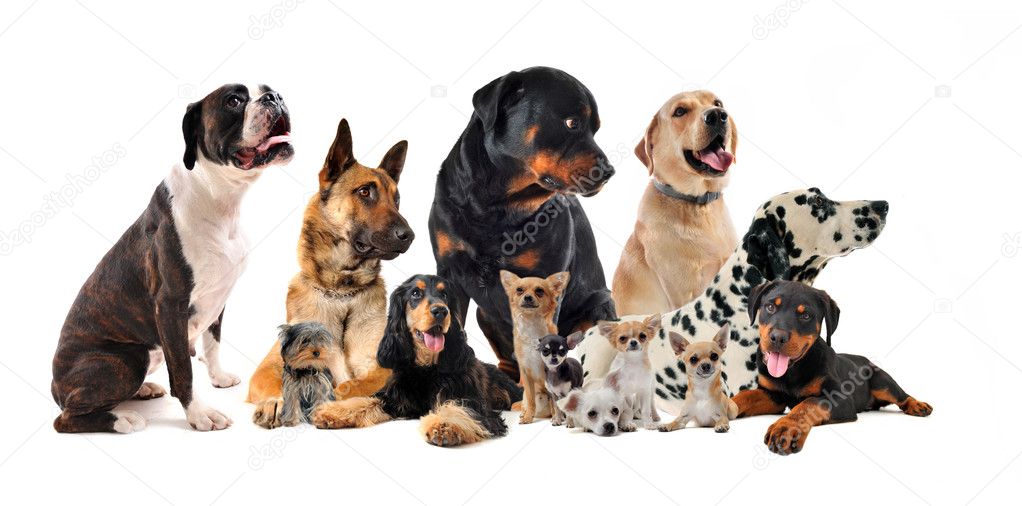Group of dogs