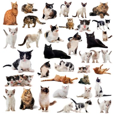 Cats in studio clipart