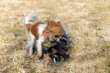 oynayan yavru köpek chihuahua