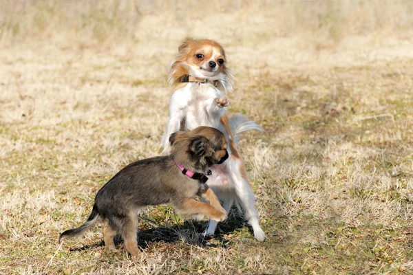 Jugar a los cachorros chihuahua — Foto de Stock