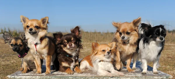 Sechs Chihuahuas — Stockfoto