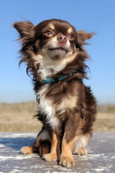 Chihuahua brązowy — Zdjęcie stockowe