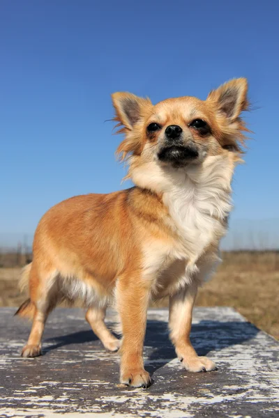 Chihuahua fêmea — Fotografia de Stock
