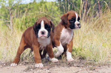 Puppies boxer clipart