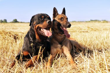 Malinois and rottweiler clipart