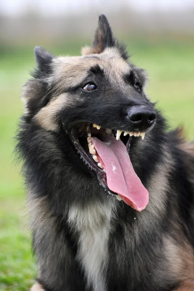 Aggressiver belgischer Schäferhund tervueren — Stockfoto