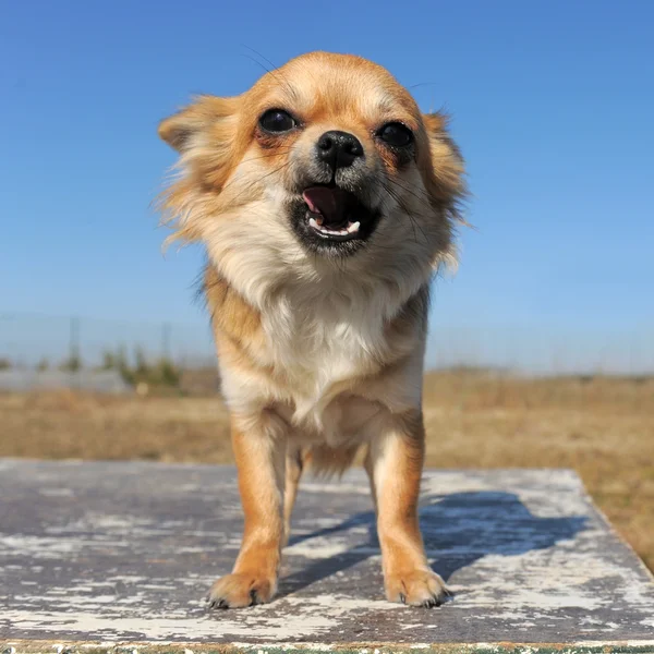 Grommende chihuahua — Stockfoto