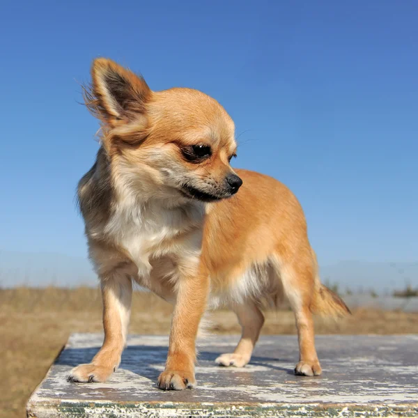 Chihuahua marrón — Foto de Stock