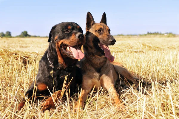 Malinois and rottweiler — Stock Photo, Image