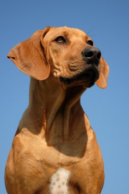 Rodezya ridgeback