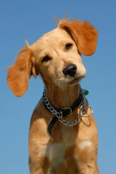 Filhote de cachorro brittany spaniel — Fotografia de Stock