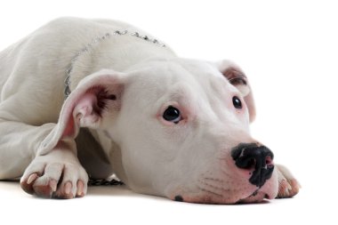 Young dogo argentino clipart