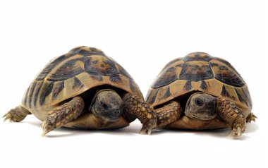 Tortoises clipart