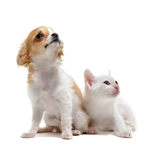 Chihuahua kölyök és a cica — Stock Fotó