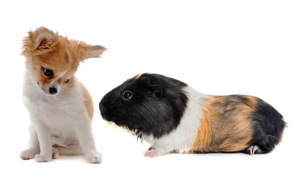 Puppy chihuahua and Guinea pig — Stock Photo, Image