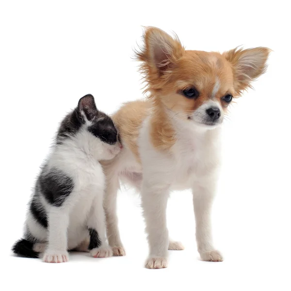 Chihuahua köpek ve kedi — Stok fotoğraf