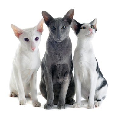 Three oriental cats clipart
