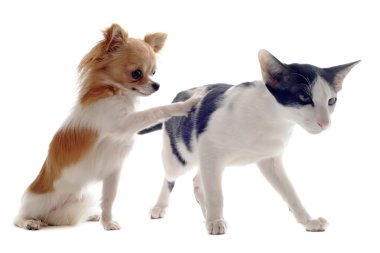 oryantal kedi ve chihuahua