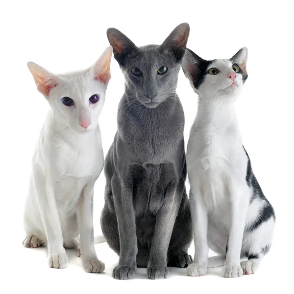 Trzy Koty orientalne — Zdjęcie stockowe