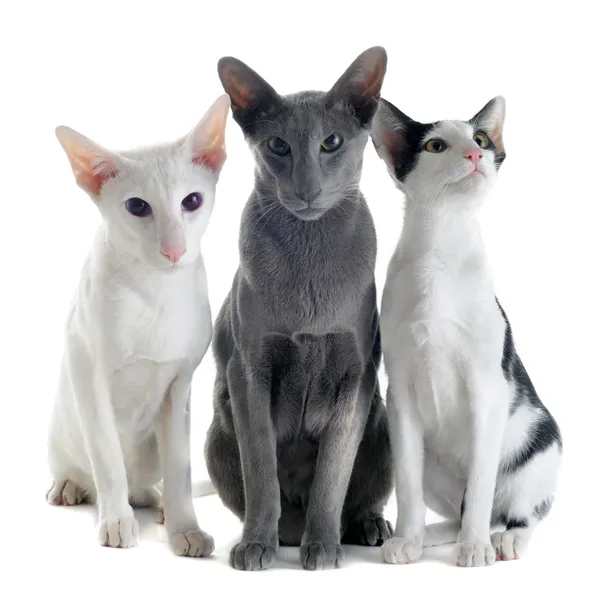 stock image Three oriental cats