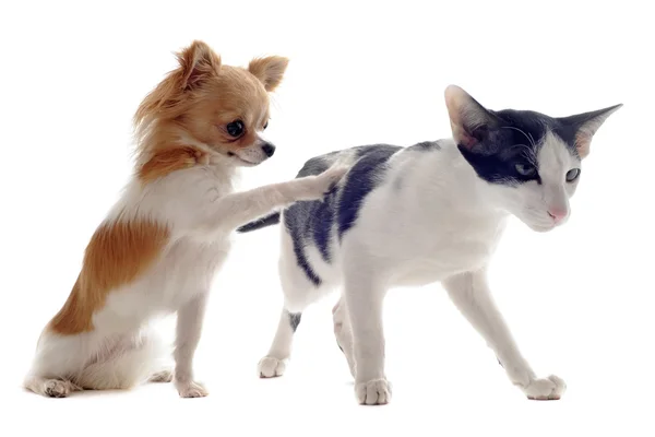 Orientalische Katze und Chihuahua — Stockfoto
