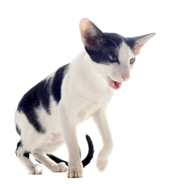 Meowing oriental cat — Stock Photo, Image