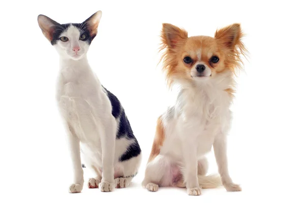 Orientalny kot i chihuahua — Zdjęcie stockowe