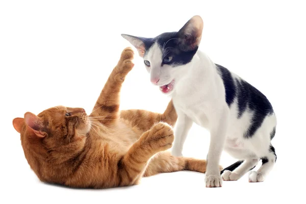 Biting cats Stock Image