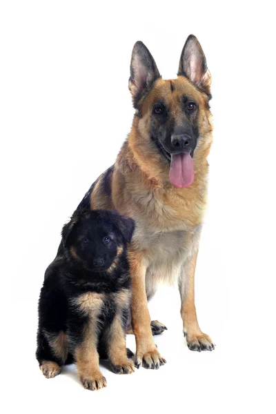 Pastor alemán y cachorro — Foto de Stock